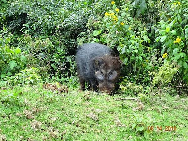 《肯亞》2 貼近野生動物~阿布黛爾國家公園、奈瓦夏湖、波哥利