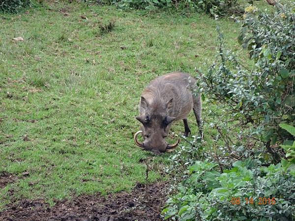 《肯亞》2 貼近野生動物~阿布黛爾國家公園、奈瓦夏湖、波哥利