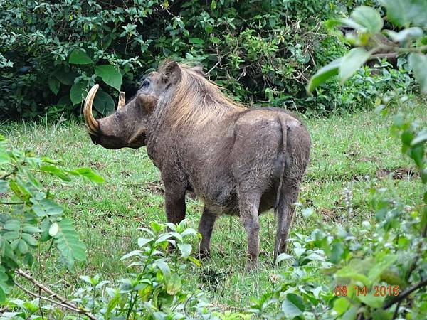 《肯亞》2 貼近野生動物~阿布黛爾國家公園、奈瓦夏湖、波哥利