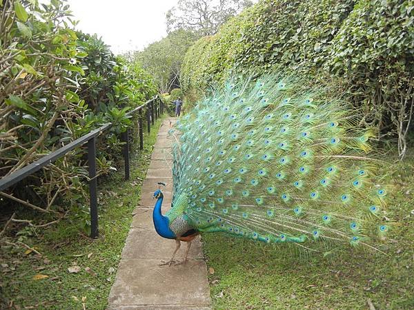 《肯亞》2 貼近野生動物~阿布黛爾國家公園、奈瓦夏湖、波哥利