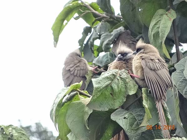 《肯亞》2 貼近野生動物~阿布黛爾國家公園、奈瓦夏湖、波哥利