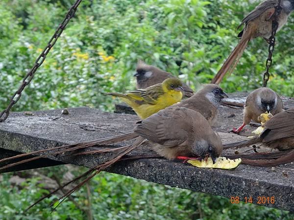 《肯亞》2 貼近野生動物~阿布黛爾國家公園、奈瓦夏湖、波哥利