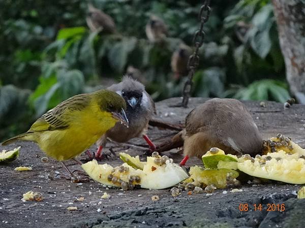 《肯亞》2 貼近野生動物~阿布黛爾國家公園、奈瓦夏湖、波哥利