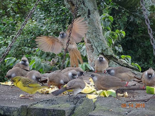 《肯亞》2 貼近野生動物~阿布黛爾國家公園、奈瓦夏湖、波哥利