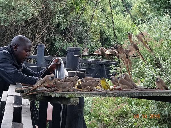 《肯亞》2 貼近野生動物~阿布黛爾國家公園、奈瓦夏湖、波哥利