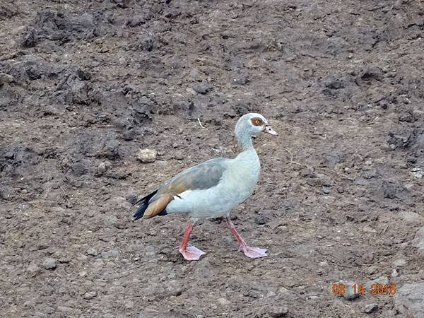 《肯亞》2 貼近野生動物~阿布黛爾國家公園、奈瓦夏湖、波哥利