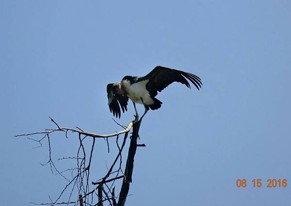 《肯亞》2 貼近野生動物~阿布黛爾國家公園、奈瓦夏湖、波哥利