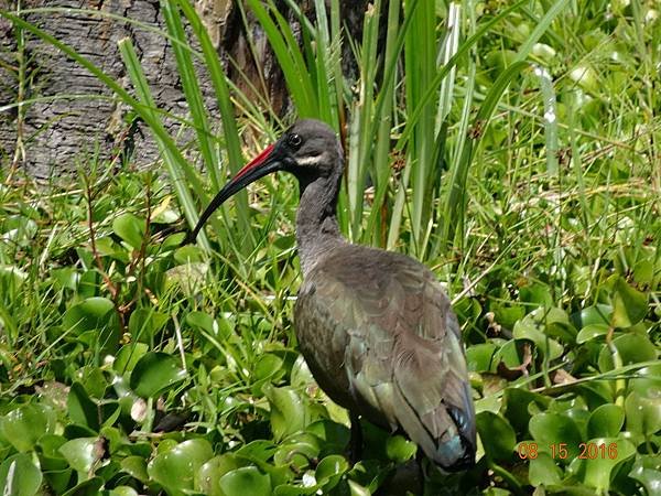 《肯亞》2 貼近野生動物~阿布黛爾國家公園、奈瓦夏湖、波哥利