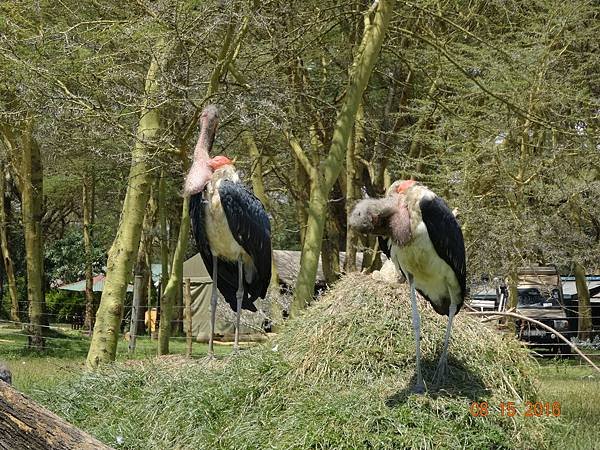 《肯亞》2 貼近野生動物~阿布黛爾國家公園、奈瓦夏湖、波哥利