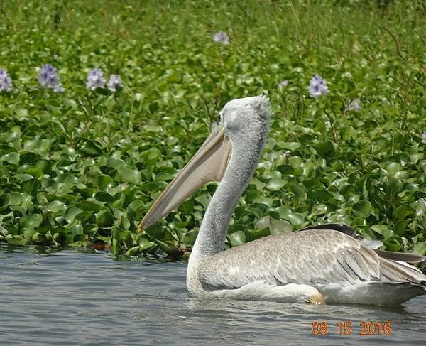 《肯亞》2 貼近野生動物~阿布黛爾國家公園、奈瓦夏湖、波哥利