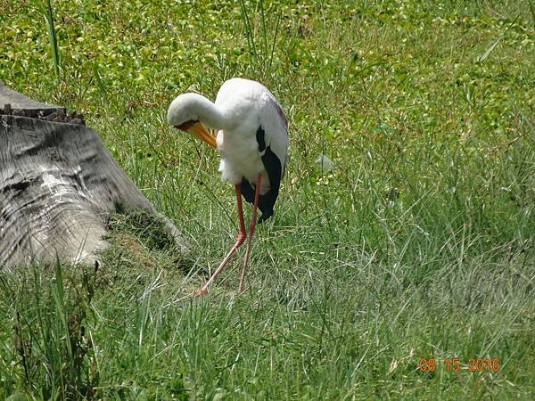 《肯亞》2 貼近野生動物~阿布黛爾國家公園、奈瓦夏湖、波哥利