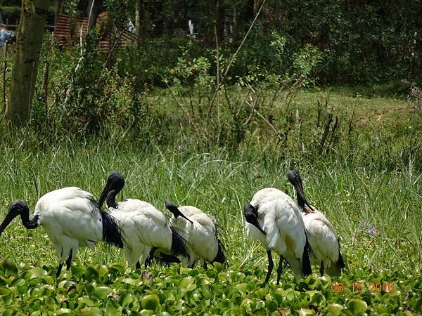 《肯亞》2 貼近野生動物~阿布黛爾國家公園、奈瓦夏湖、波哥利