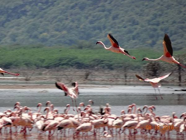 《肯亞》2 貼近野生動物~阿布黛爾國家公園、奈瓦夏湖、波哥利