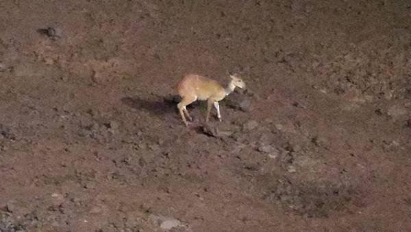 《肯亞》2 貼近野生動物~阿布黛爾國家公園、奈瓦夏湖、波哥利