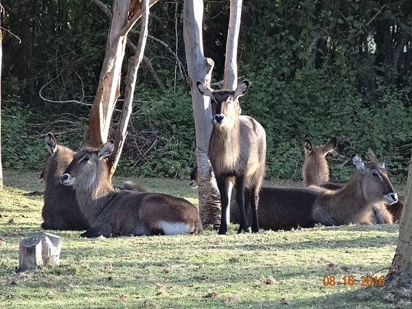 《肯亞》2 貼近野生動物~阿布黛爾國家公園、奈瓦夏湖、波哥利