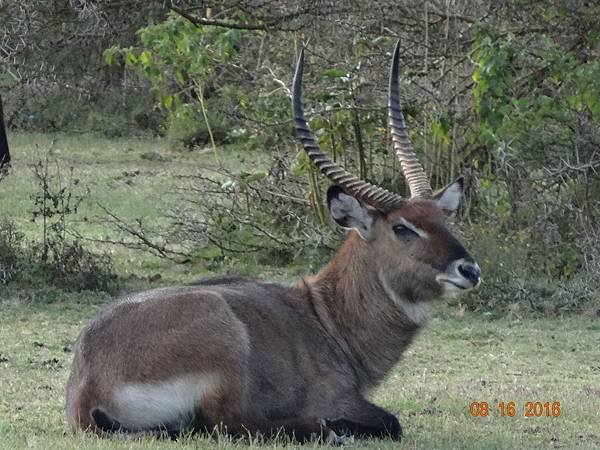 《肯亞》2 貼近野生動物~阿布黛爾國家公園、奈瓦夏湖、波哥利