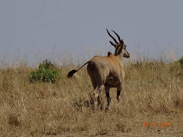 《肯亞》2 貼近野生動物~阿布黛爾國家公園、奈瓦夏湖、波哥利