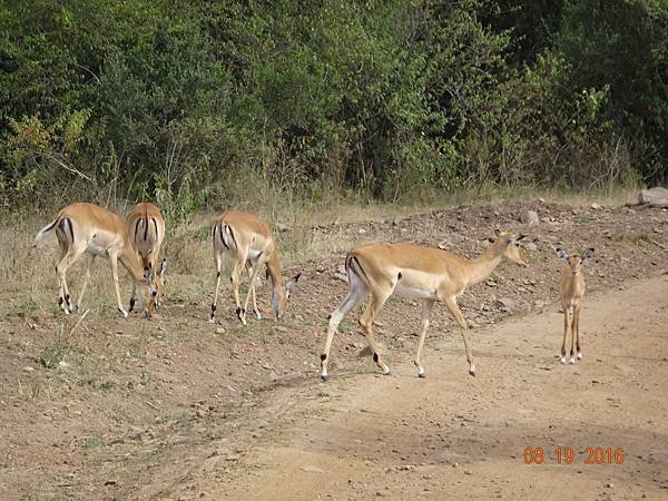 《肯亞》2 貼近野生動物~阿布黛爾國家公園、奈瓦夏湖、波哥利