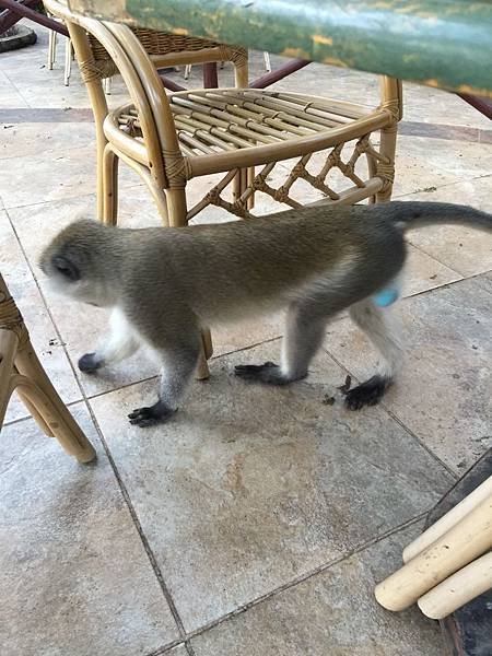 《肯亞》2 貼近野生動物~阿布黛爾國家公園、奈瓦夏湖、波哥利