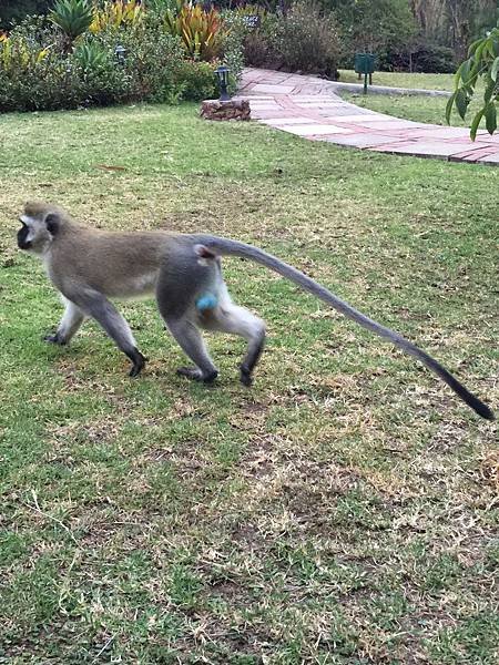 《肯亞》2 貼近野生動物~阿布黛爾國家公園、奈瓦夏湖、波哥利