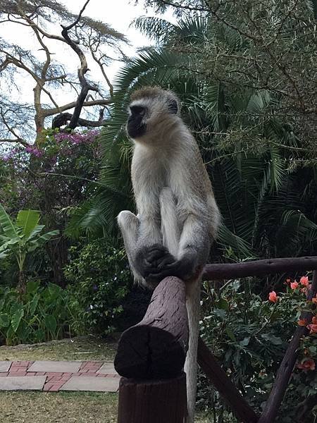 《肯亞》2 貼近野生動物~阿布黛爾國家公園、奈瓦夏湖、波哥利