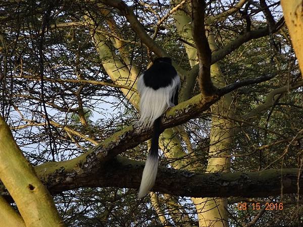 《肯亞》2 貼近野生動物~阿布黛爾國家公園、奈瓦夏湖、波哥利