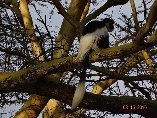 《肯亞》2 貼近野生動物~阿布黛爾國家公園、奈瓦夏湖、波哥利