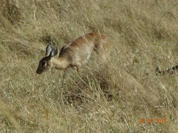 《肯亞》2 貼近野生動物~阿布黛爾國家公園、奈瓦夏湖、波哥利