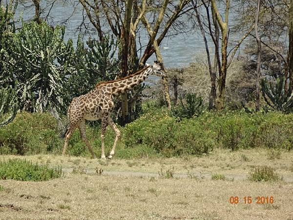 《肯亞》2 貼近野生動物~阿布黛爾國家公園、奈瓦夏湖、波哥利