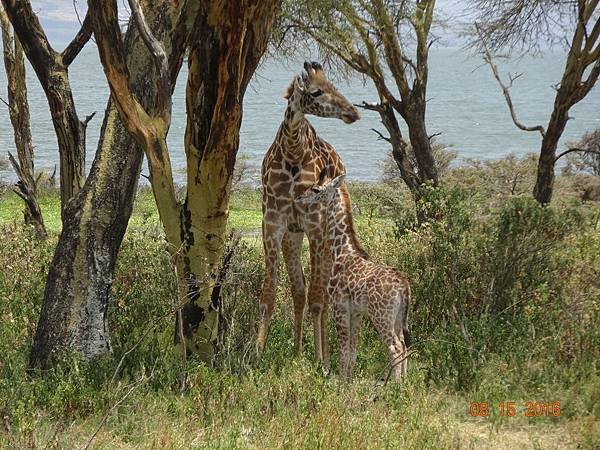 《肯亞》2 貼近野生動物~阿布黛爾國家公園、奈瓦夏湖、波哥利