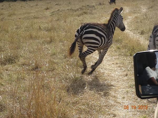 《肯亞》2 貼近野生動物~阿布黛爾國家公園、奈瓦夏湖、波哥利