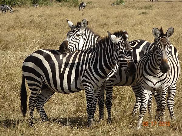 《肯亞》2 貼近野生動物~阿布黛爾國家公園、奈瓦夏湖、波哥利