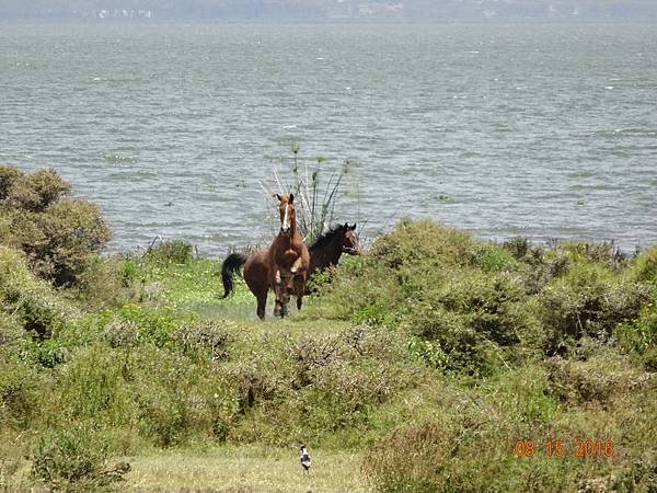 《肯亞》2 貼近野生動物~阿布黛爾國家公園、奈瓦夏湖、波哥利