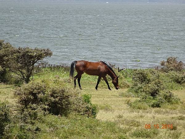 《肯亞》2 貼近野生動物~阿布黛爾國家公園、奈瓦夏湖、波哥利