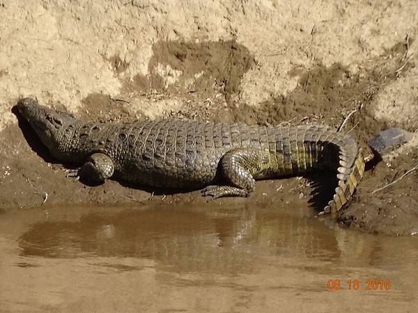 《肯亞》2 貼近野生動物~阿布黛爾國家公園、奈瓦夏湖、波哥利