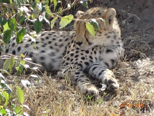 《肯亞》2 貼近野生動物~阿布黛爾國家公園、奈瓦夏湖、波哥利