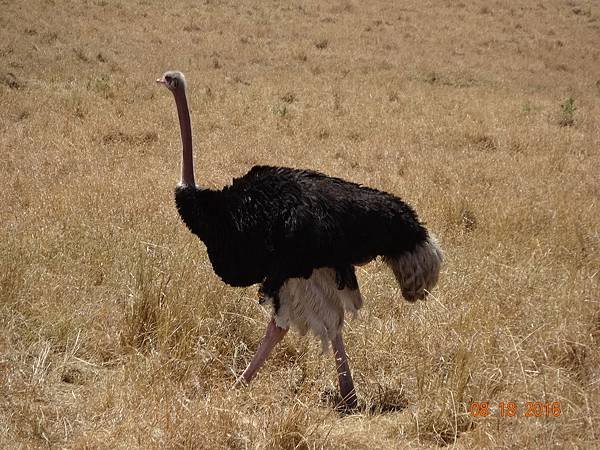 《肯亞》2 貼近野生動物~阿布黛爾國家公園、奈瓦夏湖、波哥利