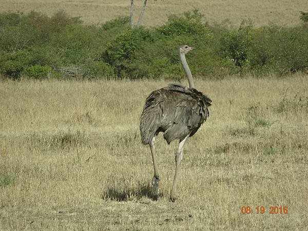 《肯亞》2 貼近野生動物~阿布黛爾國家公園、奈瓦夏湖、波哥利