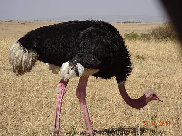 《肯亞》2 貼近野生動物~阿布黛爾國家公園、奈瓦夏湖、波哥利