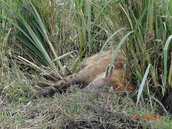 《肯亞》2 貼近野生動物~阿布黛爾國家公園、奈瓦夏湖、波哥利