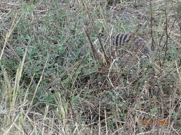 《肯亞》2 貼近野生動物~阿布黛爾國家公園、奈瓦夏湖、波哥利