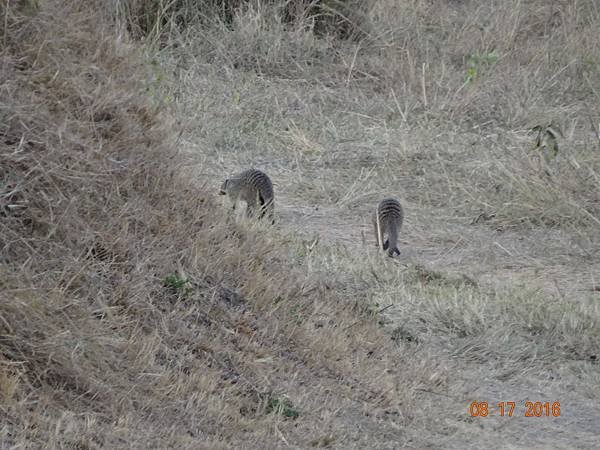 《肯亞》2 貼近野生動物~阿布黛爾國家公園、奈瓦夏湖、波哥利