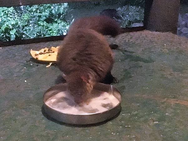 《肯亞》2 貼近野生動物~阿布黛爾國家公園、奈瓦夏湖、波哥利