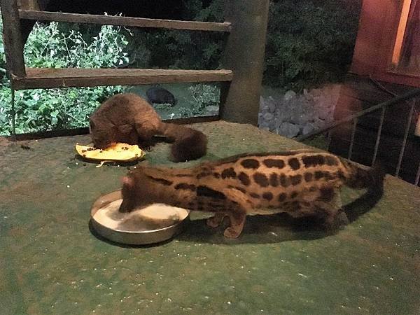 《肯亞》2 貼近野生動物~阿布黛爾國家公園、奈瓦夏湖、波哥利