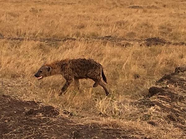 《肯亞》2 貼近野生動物~阿布黛爾國家公園、奈瓦夏湖、波哥利