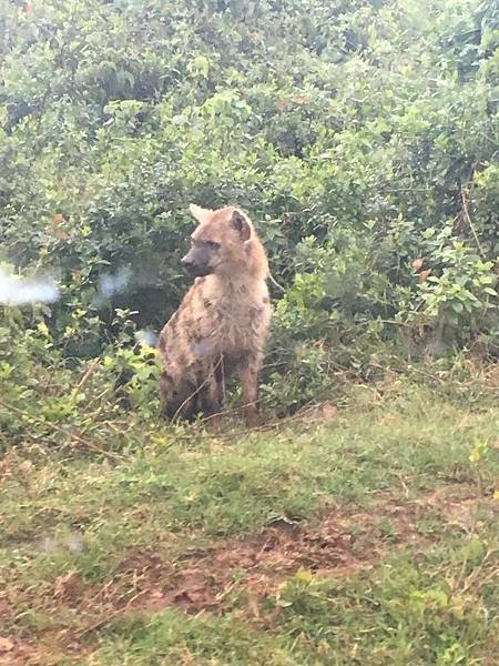 《肯亞》2 貼近野生動物~阿布黛爾國家公園、奈瓦夏湖、波哥利