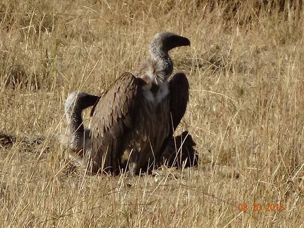 《肯亞》2 貼近野生動物~阿布黛爾國家公園、奈瓦夏湖、波哥利