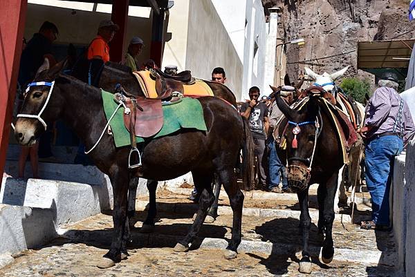 《希臘》6 聖托里尼島~費拉纜車、伊利亞修道院、皮爾戈斯山城