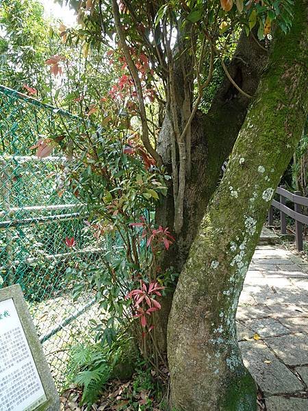 《台北市》幽靜的虎山溪步道~虎山環狀步道2， 半日漫慢遊(更