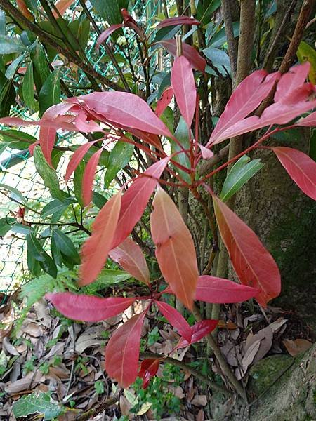 《台北市》幽靜的虎山溪步道~虎山環狀步道2， 半日漫慢遊(更